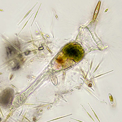 Collotheca campanulata