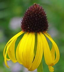 Echinacea paradoxa