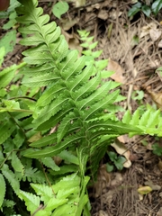 Microlepia marginata