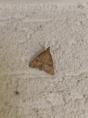 Udea fulvalis