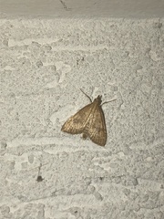 Udea fulvalis
