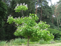 Catalpa × erubescens