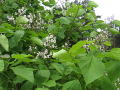 Catalpa × erubescens
