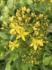Hypericum hirsutum