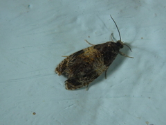 Celypha aurofasciana