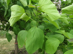 Catalpa × erubescens