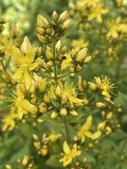 Hypericum hirsutum