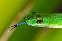 Philothamnus punctatus