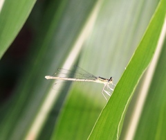 Platycnemis pennipes