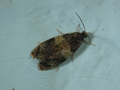 Celypha aurofasciana
