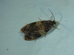 Celypha aurofasciana