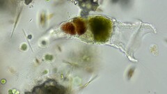 Collotheca campanulata