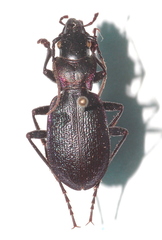 Carabus pyrenaeus