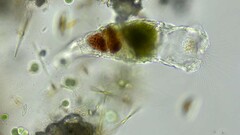 Collotheca campanulata