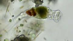 Collotheca campanulata