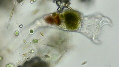 Collotheca campanulata