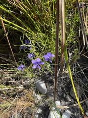 Viola decumbens decumbens