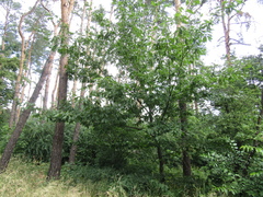 Quercus castaneifolia