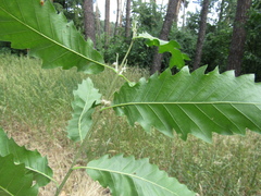 Quercus castaneifolia