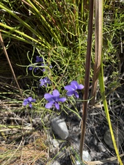 Viola decumbens decumbens