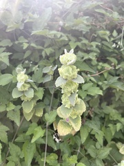 Pseudodictamnus acetabulosus