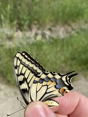 Papilio machaon oregonius