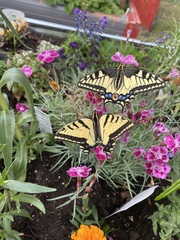 Papilio machaon oregonius