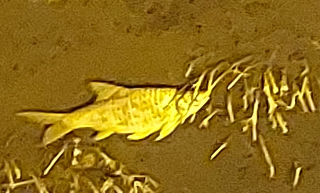 Java Barb (Barbonymus gonionotus)