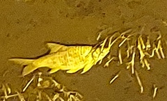 Barbonymus schwanefeldii