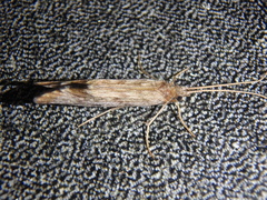 Schizopelex cachetica