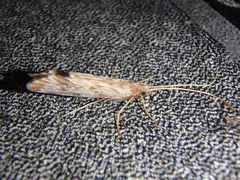 Schizopelex cachetica