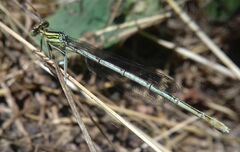 Platycnemis pennipes