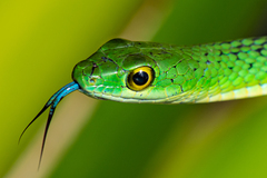 Philothamnus punctatus