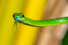 Philothamnus punctatus