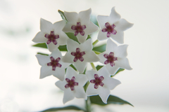 Hoya bella