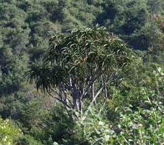 Aloidendron barberae