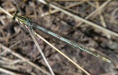 Platycnemis pennipes