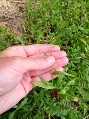 Capsella bursa-pastoris