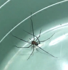 Hickmania troglodytes