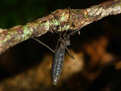 Leptotarsus binotatus