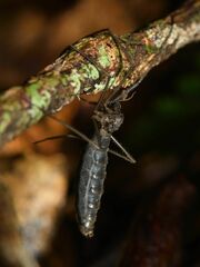 Leptotarsus binotatus