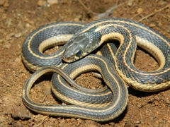 Thamnophis cyrtopsis collaris