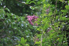 Callerya dielsiana