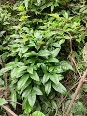 Callerya dielsiana