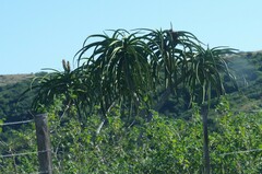 Aloidendron barberae
