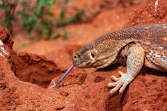 Varanus albigularis microstictus
