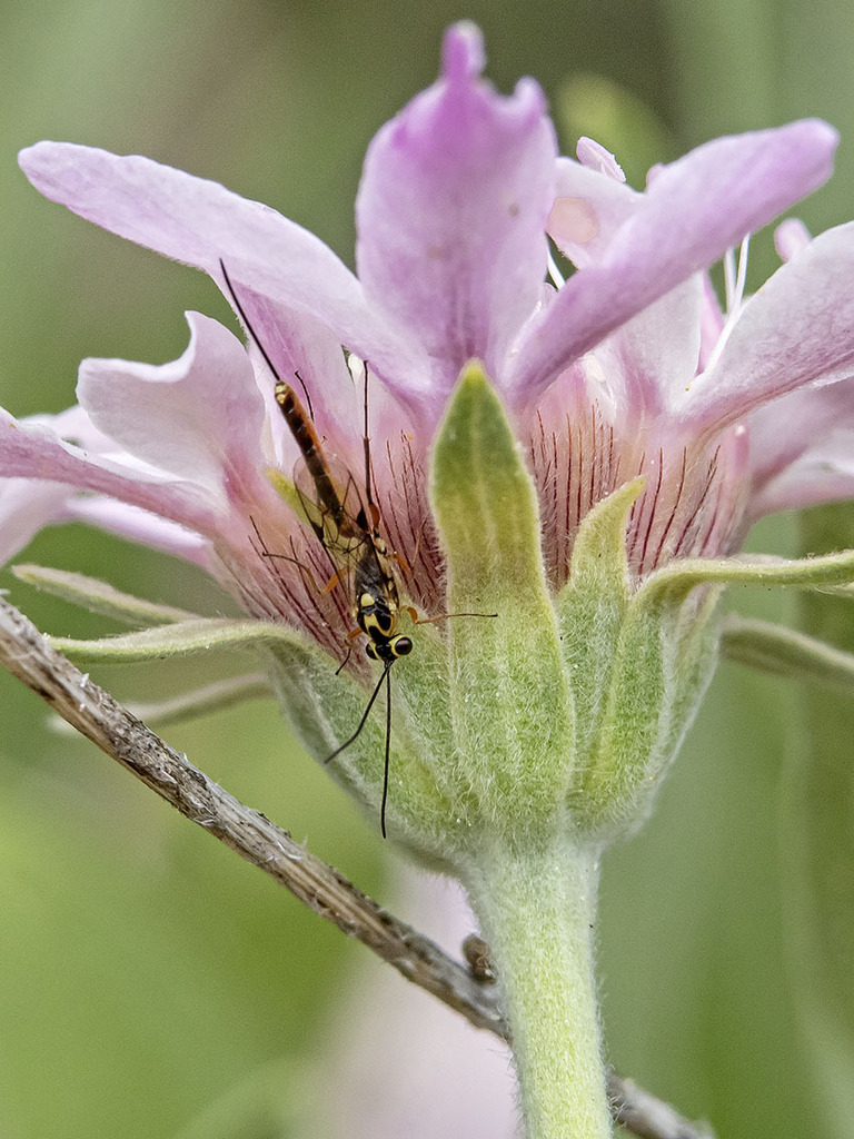 Temelucha decorata