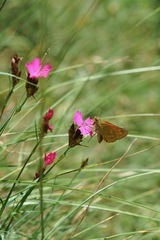 Ochlodes sylvanus