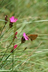 Ochlodes sylvanus