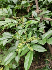 Callerya dielsiana